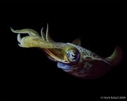 Midnight Squid by Herb Rafael